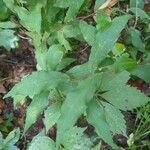 Solidago caesia Leaf