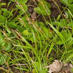 Carex digitata Blatt