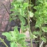 Salvia aurita Hoja