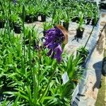 Agapanthus africanusFlower