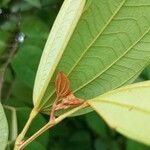 Bauhinia ungulata Leaf