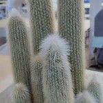 Cleistocactus strausii Blatt