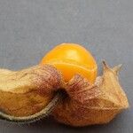 Physalis pubescens Fruit