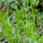 Oenanthe sarmentosa Leaf