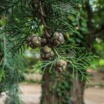 Cupressus torulosa Fruit