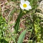 Ranunculus amplexicaulisപുഷ്പം