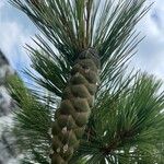 Pinus peuce Плод