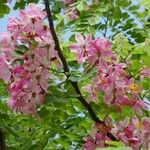 Cassia javanica Flors