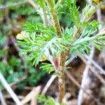 Anacyclus valentinus Leaf