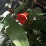 Kohleria spicata Virág