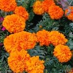 Tagetes erecta Kwiat