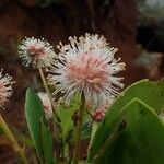 Codia nitida Flower