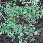 Betula nana Leaf