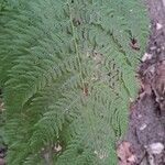 Athyrium filix-feminaLeaf