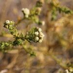 Baccharis boliviensis Агульны выгляд