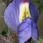 Lupinus sparsiflorus Flower