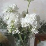 Matthiola incanaFlower