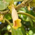 Drymonia macrophylla Frunză