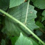 Rubus foliosus अन्य