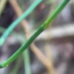 Ephedra foeminea Leaf