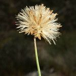 Bebbia juncea Fruit