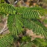 Albizia harveyi Leaf