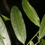 Mabea montana Leaf