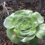 Aeonium undulatum Лист