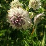 Astrantia majorBlüte