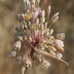 Allium pallens Blüte