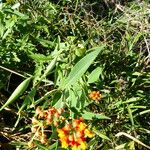 Asclepias curassavica 葉