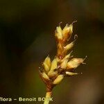 Carex heleonastes Vili