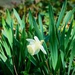 Narcissus triandrus Leaf