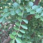 Zanthoxylum capense Leaf
