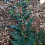 Euphorbia isatidifolia خشب