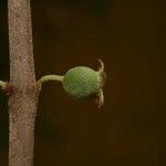 Bellucia mespiloides Fruit