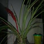 Tillandsia punctulata Hoja