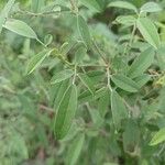 Indigofera oblongifolia Blatt