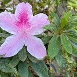 Rhododendron simsii Blodyn