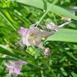 Aquilegia nigricansFlors