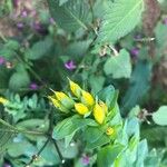 Cerinthe minor Flower