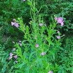 Epilobium hirsutumFlower