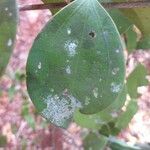 Strychnos henningsii Blatt