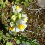 Linaria triphylla Λουλούδι