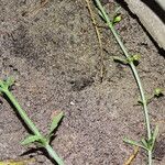 Scoparia dulcis Plod