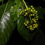 Psychotria grandis Vili