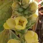 Verbascum thapsus Blomst