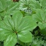 Rodgersia aesculifolia Yaprak