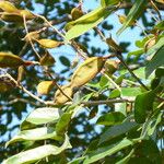 Lonchocarpus sericeus Fruchs