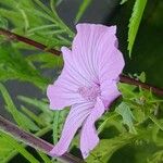 Malva alceaफूल